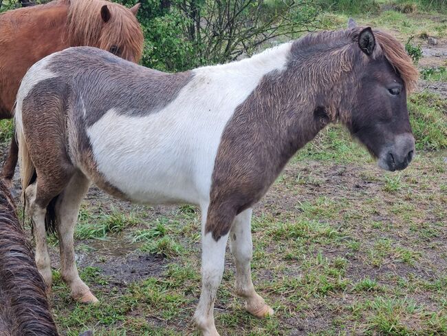 Interessante Jungstute Partbred Shetty, Nadine  (Shettyzucht Frechdachs ), Pferd kaufen, Heringen, Abbildung 3