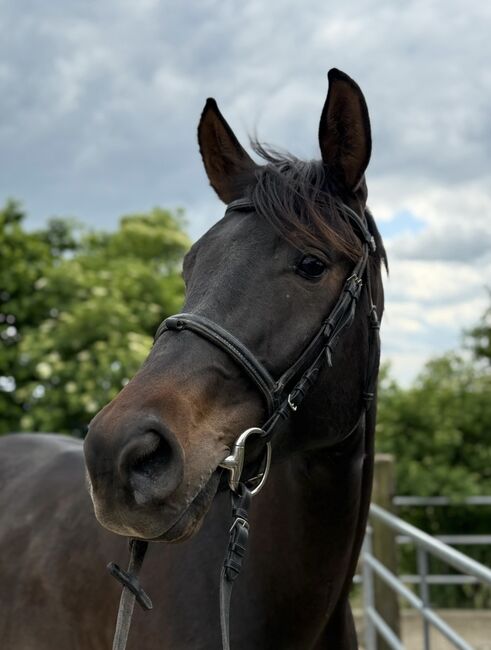 Interessanter 4 Jähriger CH-Wallach mit TOP Charakter, Beatrice Matos, Horses For Sale, Illhart, Image 5