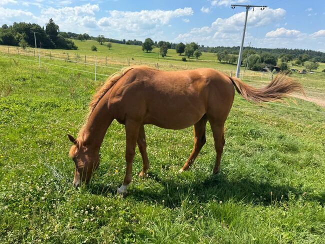 Interessant gezogener, korrekter Quarter Horse Jährling, Kerstin Rehbehn (Pferdemarketing Ost), Horses For Sale, Nienburg, Image 6