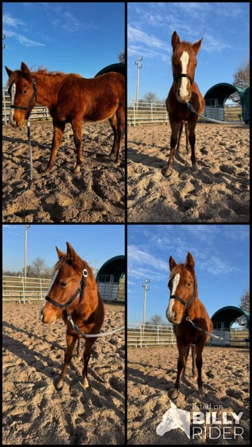 Interessant gezogener, korrekter Quarter Horse Jährling, Kerstin Rehbehn (Pferdemarketing Ost), Horses For Sale, Nienburg, Image 5