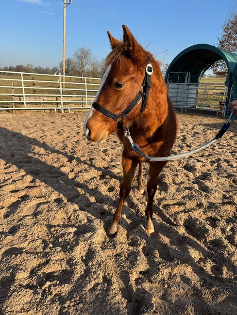 Interessant gezogener, korrekter Quarter Horse Jährling, Kerstin Rehbehn (Pferdemarketing Ost), Horses For Sale, Nienburg, Image 3