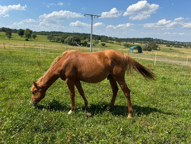 Interessant gezogener, korrekter Quarter Horse Jährling, Kerstin Rehbehn (Pferdemarketing Ost), Horses For Sale, Nienburg, Image 7