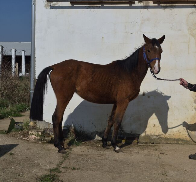 Interessante Kleinpferdestute, Marita Sedlaczek, Horses For Sale, Colditz