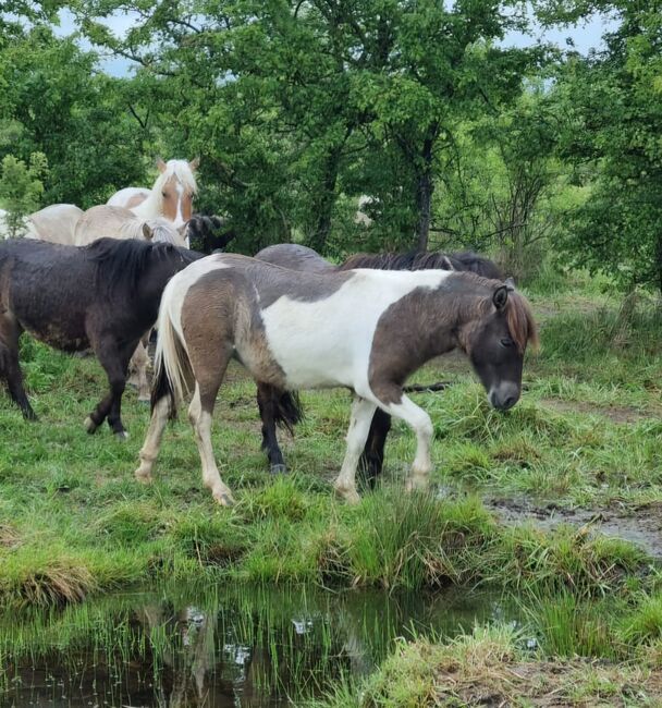 Interessante Jungstute Partbred Shetty, Nadine  (Shettyzucht Frechdachs ), Horses For Sale, Heringen, Image 4