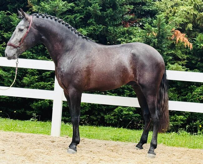 Interessanter Lusitano Wallach, ISPA - Iberische Sportpferde Agentur (ISPA - Iberische Sportpferde Agentur), Konie na sprzedaż, Bedburg