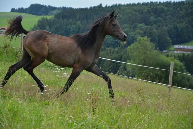 Intisar NA-Sadiqui, Stefanie Schindler, Horses For Sale, Neumarkt am Wallersee , Image 6