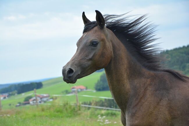 Intisar NA-Sadiqui, Stefanie Schindler, Horses For Sale, Neumarkt am Wallersee , Image 5