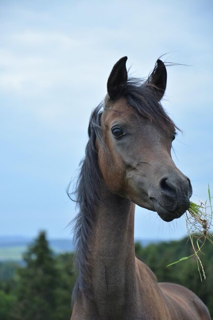 Intisar NA-Sadiqui, Stefanie Schindler, Horses For Sale, Neumarkt am Wallersee , Image 4