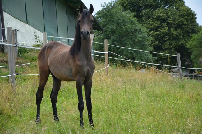 Intisar NA-Sadiqui, Stefanie Schindler, Horses For Sale, Neumarkt am Wallersee , Image 8