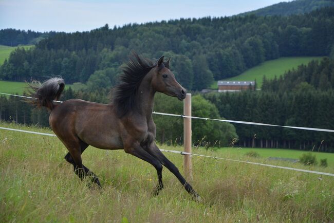 Intisar NA-Sadiqui, Stefanie Schindler, Horses For Sale, Neumarkt am Wallersee , Image 2