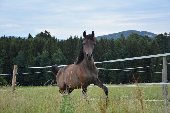 Intisar NA-Sadiqui, Stefanie Schindler, Horses For Sale, Neumarkt am Wallersee , Image 3