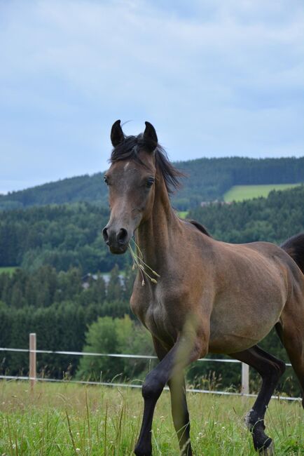 Intisar NA-Sadiqui, Stefanie Schindler, Horses For Sale, Neumarkt am Wallersee , Image 9