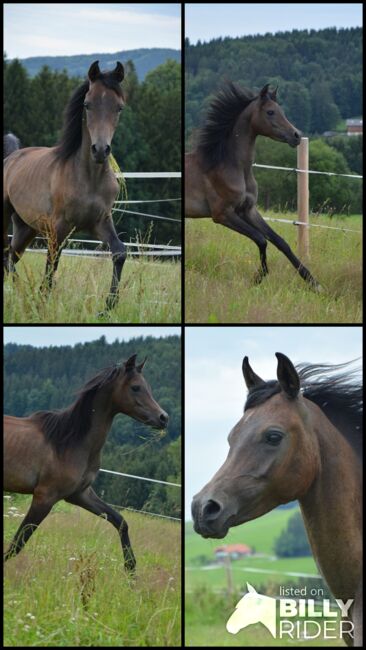 Intisar NA-Sadiqui, Stefanie Schindler, Horses For Sale, Neumarkt am Wallersee , Image 10