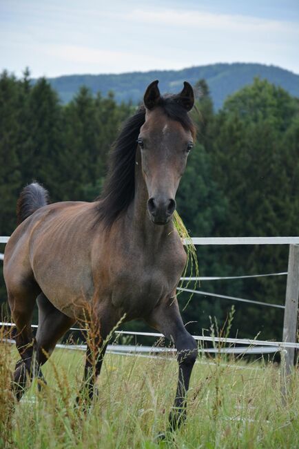 Intisar NA-Sadiqui, Stefanie Schindler, Konie na sprzedaż, Neumarkt am Wallersee 