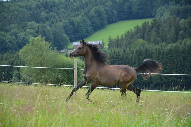 Intisar NA-Sadiqui, Stefanie Schindler, Konie na sprzedaż, Neumarkt am Wallersee , Image 7