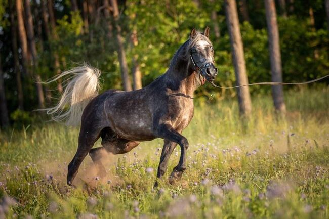 Intisar Shamsu Nader, Stefanie Schindler, Horses For Sale, Neumarkt am Wallersee , Image 4