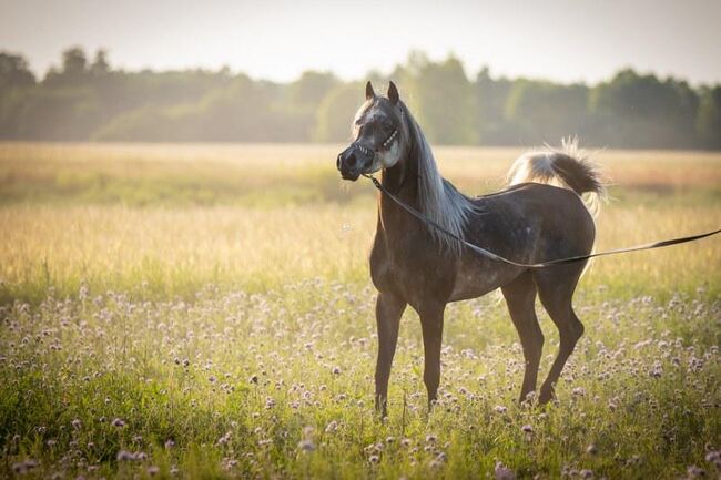 Intisar Shamsu Nader, Stefanie Schindler, Horses For Sale, Neumarkt am Wallersee , Image 2