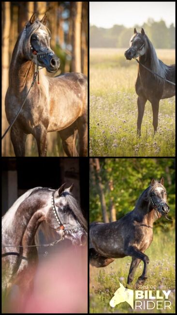 Intisar Shamsu Nader, Stefanie Schindler, Horses For Sale, Neumarkt am Wallersee , Image 6