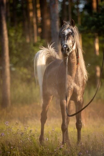 Intisar Shamsu Nader, Stefanie Schindler, Horses For Sale, Neumarkt am Wallersee , Image 5