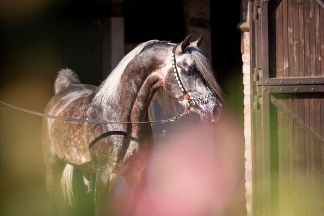 Intisar Shamsu Nader, Stefanie Schindler, Horses For Sale, Neumarkt am Wallersee , Image 3