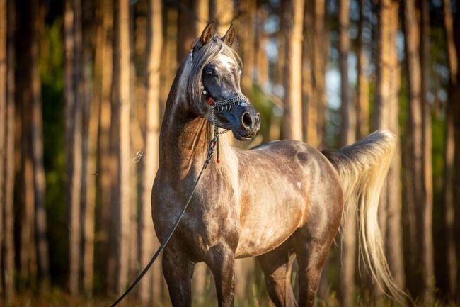 Intisar Shamsu Nader, Stefanie Schindler, Horses For Sale, Neumarkt am Wallersee 