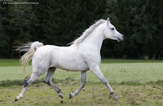 Intisar Shihab Jamal, Stefanie Schindler, Horses For Sale, Neumarkt am Wallersee , Image 4