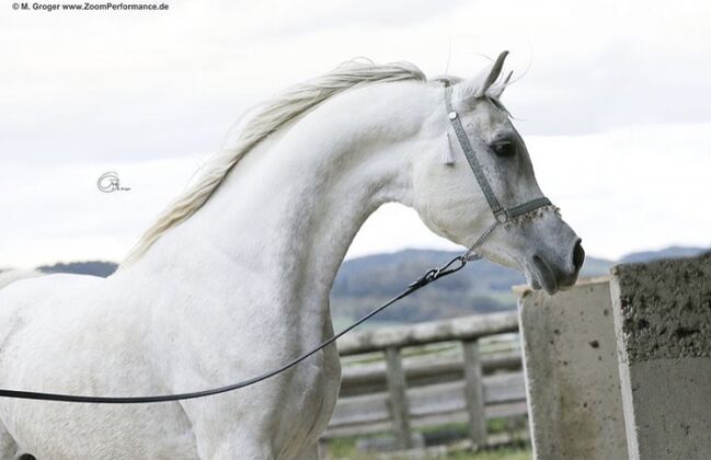 Intisar Shihab Jamal, Stefanie Schindler, Horses For Sale, Neumarkt am Wallersee , Image 2