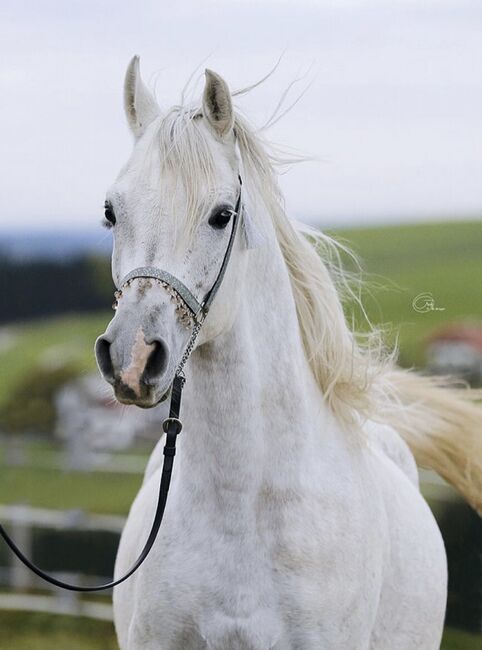 Intisar Shihab Jamal, Stefanie Schindler, Horses For Sale, Neumarkt am Wallersee , Image 3