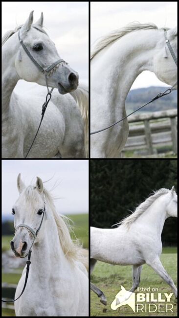 Intisar Shihab Jamal, Stefanie Schindler, Horses For Sale, Neumarkt am Wallersee , Image 5