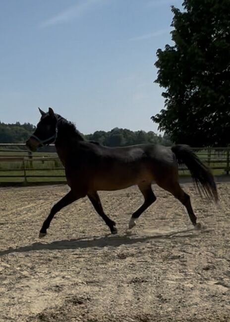 Interessanter 4 Jähriger CH-Wallach mit TOP Charakter, Beatrice Matos, Horses For Sale, Illhart, Image 3