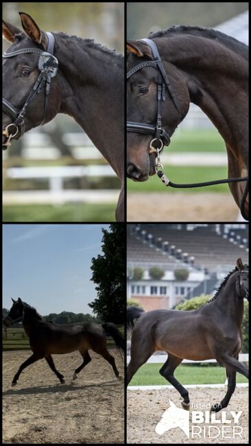 Interessanter 4 Jähriger CH-Wallach mit TOP Charakter, Beatrice Matos, Horses For Sale, Illhart, Image 7