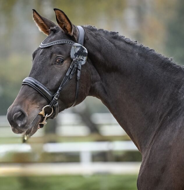Interessanter 4 Jähriger CH-Wallach mit TOP Charakter, Beatrice Matos, Horses For Sale, Illhart