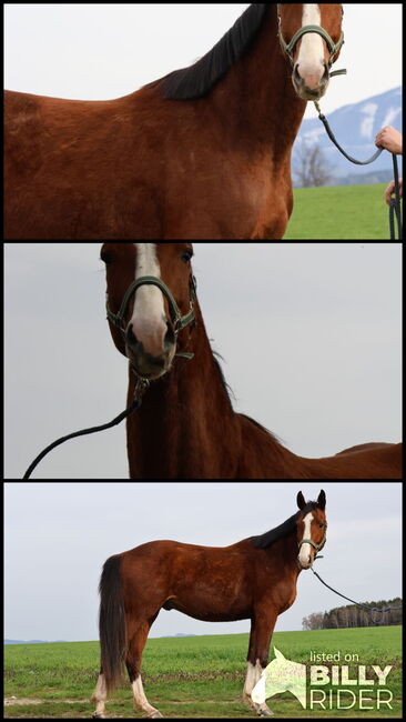 Auffälliger Hengst 3 Jahre, Brit Fanta , Horses For Sale, Eggmayr, Image 4