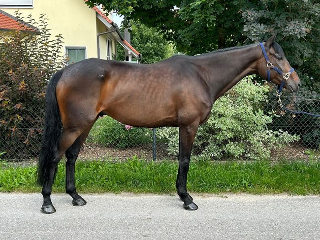 Irisches Warmblut, Sport- und Freizeitpferde Fuchs, Pferd kaufen, Ellgau, Abbildung 4