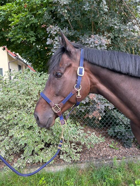 Irisches Warmblut, Sport- und Freizeitpferde Fuchs, Pferd kaufen, Ellgau, Abbildung 3