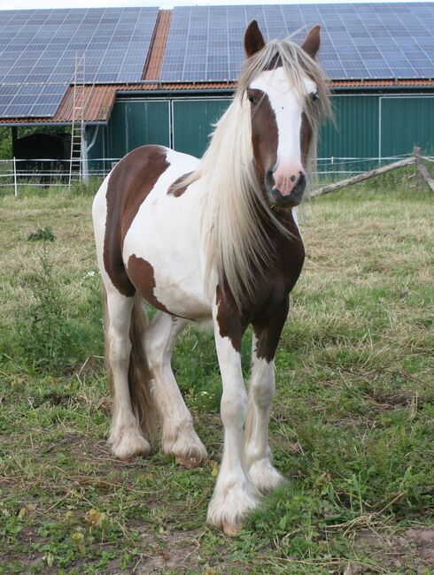 Irish Cob Achatschecke Dunkelfuchs mit Ink-Spot´s 2 J., Tina, Konie na sprzedaż, Calden