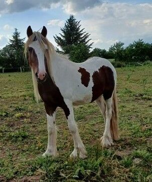 Irish Cob Achatschecke Dunkelfuchs mit Ink-Spot´s 2 J., Tina, Konie na sprzedaż, Calden, Image 4