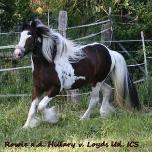 Irish Cob Achatschecke Dunkelfuchs mit Ink-Spot´s 2 J., Tina, Konie na sprzedaż, Calden, Image 6