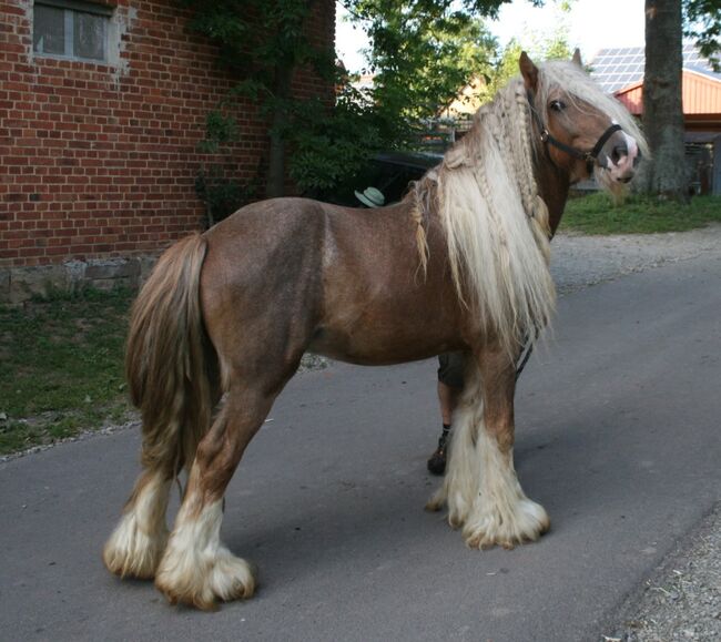 Irish Cob Achatschecke Dunkelfuchs mit Ink-Spot´s 2 J., Tina, Horses For Sale, Calden, Image 4