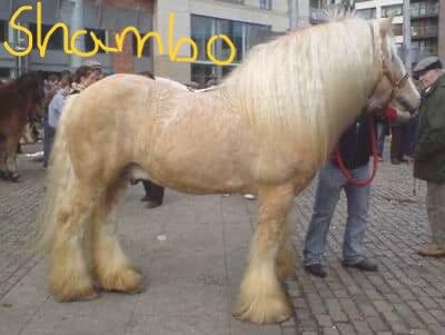 Irish Cob Achatschecke Dunkelfuchs mit Ink-Spot´s 2 J., Tina, Horses For Sale, Calden, Image 2