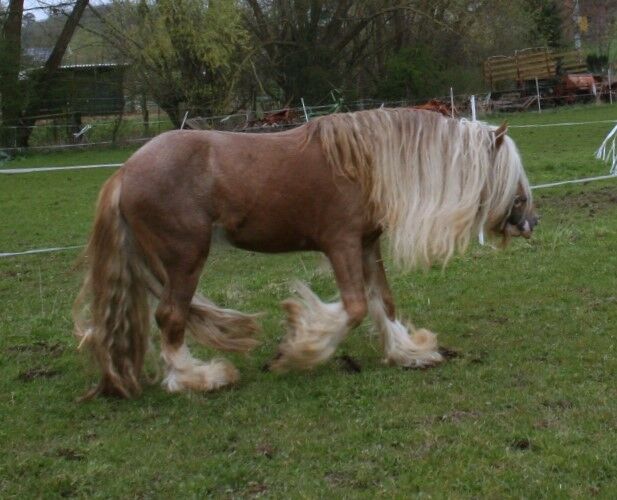 Irish Cob Achatschecke Dunkelfuchs mit Ink-Spot´s 2 J., Tina, Pferd kaufen, Calden, Abbildung 3