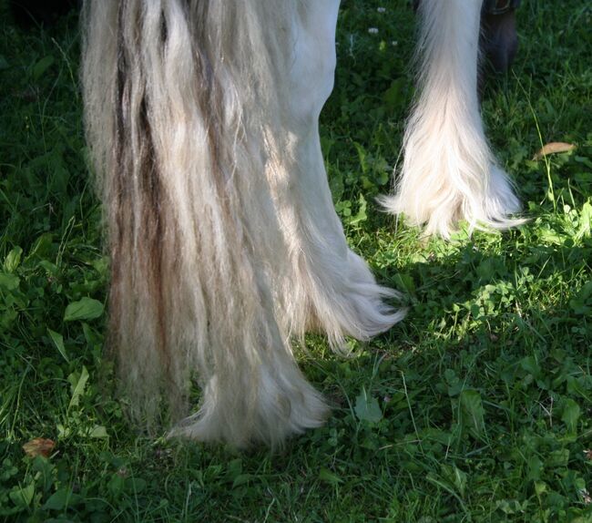 Irish Cob Achatschecke Dunkelfuchs mit Ink-Spot´s 2 J., Tina, Pferd kaufen, Calden, Abbildung 5