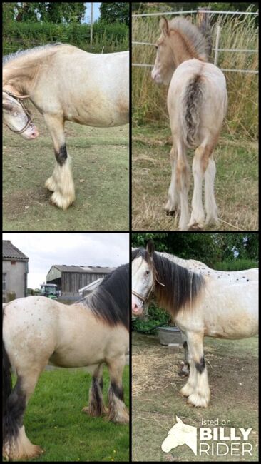 Irish Cob Bucksin Blanket Spotted 2 J., Tina, Konie na sprzedaż, Calden, Image 6