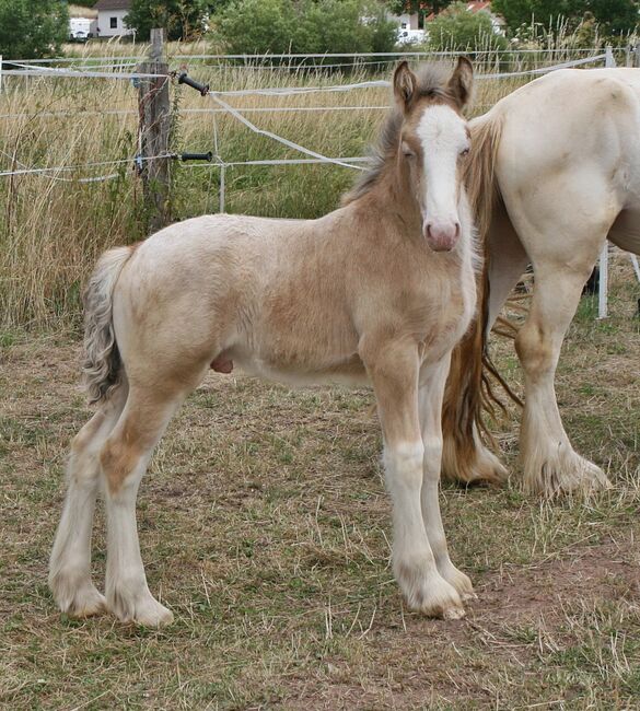 Irish Cob Bucksin Blanket Spotted 2 J., Tina, Konie na sprzedaż, Calden, Image 5