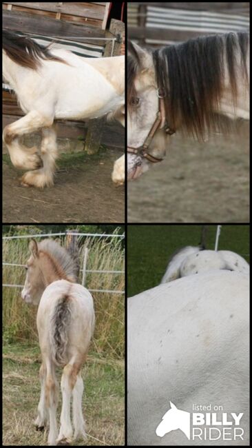 Irish Cob Bucksin Blanket Spotted 2 J., Tina, Horses For Sale, Calden, Image 6