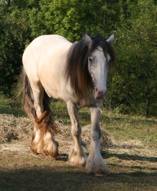 Irish Cob Buckskin Blanket Spotted 2 J., Tina, Horses For Sale, Calden, Image 4