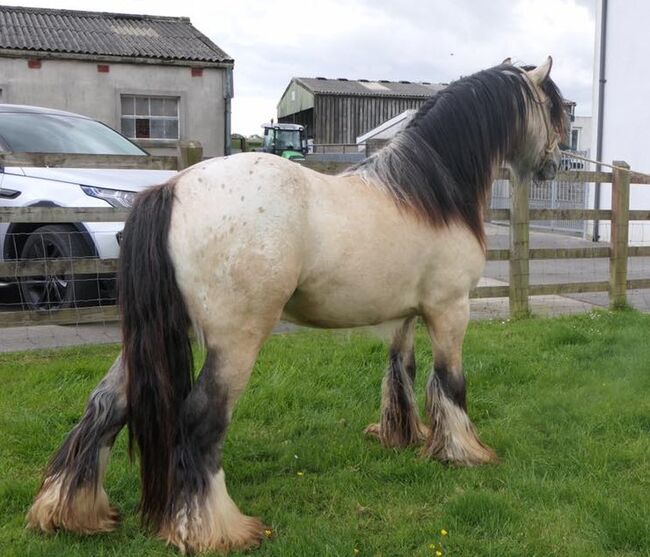 Irish Cob Buckskin Blanket Spotted 2,5 J., Tina, Horses For Sale, Calden, Image 3