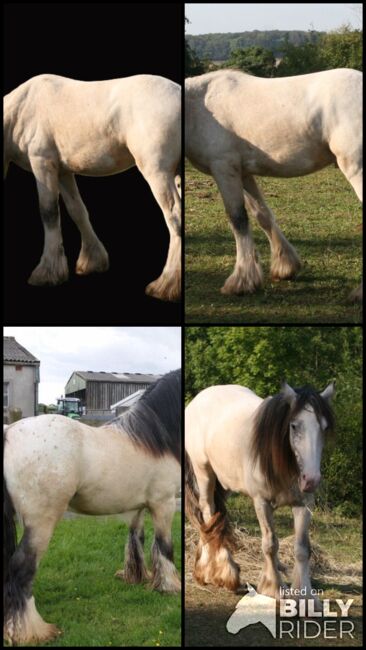 Irish Cob Buckskin Blanket Spotted 2,5 J., Tina, Konie na sprzedaż, Calden, Image 6