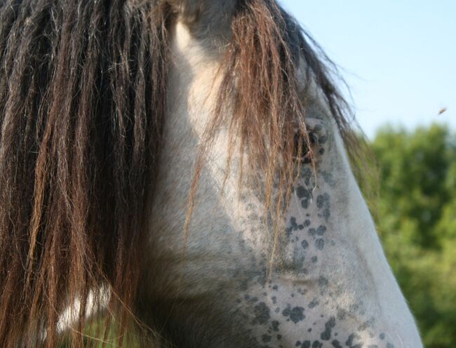 Irish Cob Buckskin Blanket Spotted 2,5 J., Tina, Konie na sprzedaż, Calden, Image 5