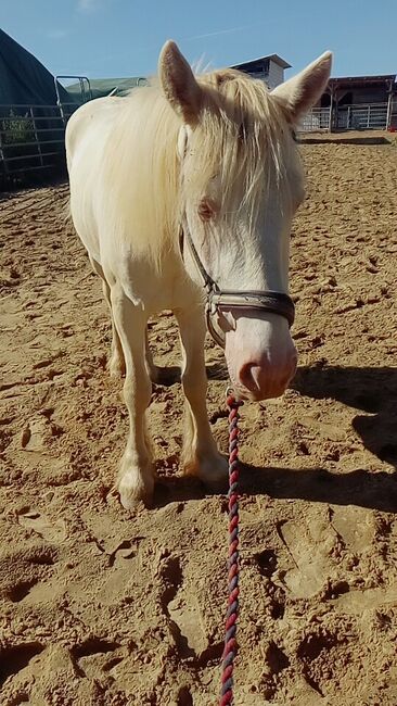 Irish Cob Cremello 4-jährig eingeritten, Nikol Steincke , Pferd kaufen, Nagyszokoly , Abbildung 7